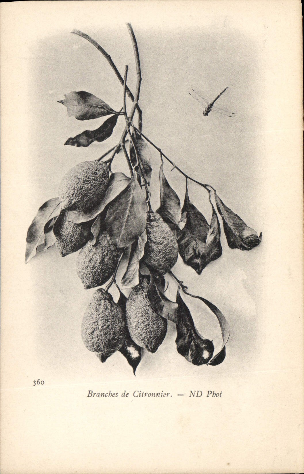 Vintage Postcard Fantasy Bracnhes Flowers of lemon tree