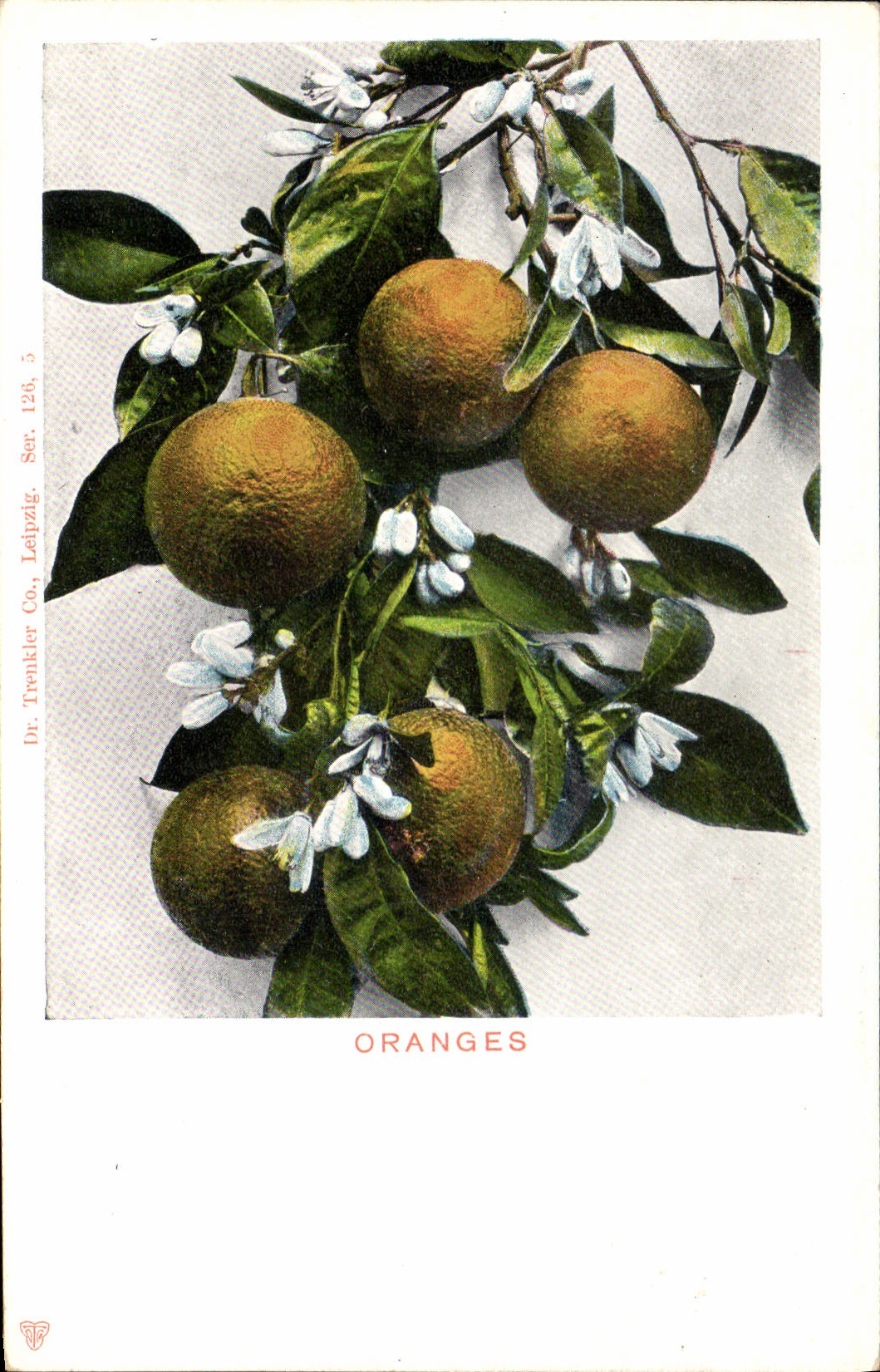 Vintage Postcard Fantasy Flowers Oranges