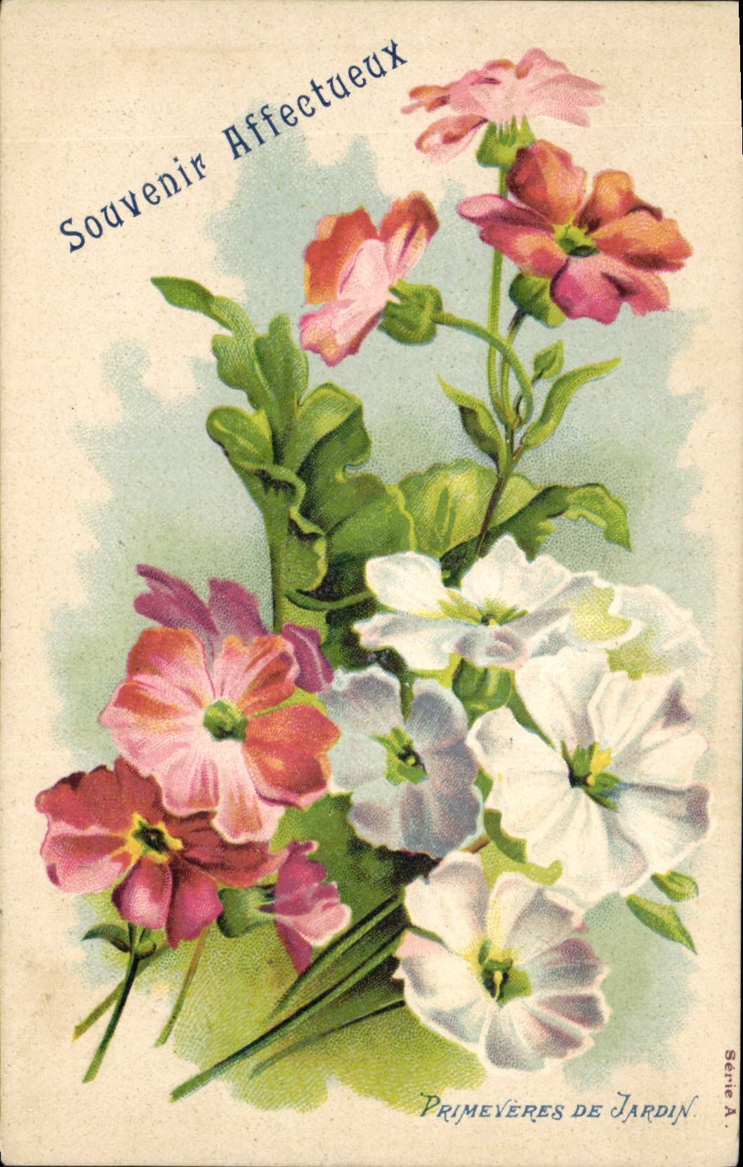 Vintage Postcard Fantasy Flowers Primulas of garden