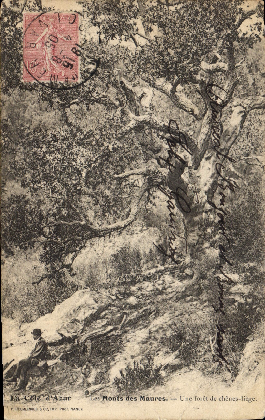 Vintage Postcard Tree Mounts of the Moors a drill of Liege oaks