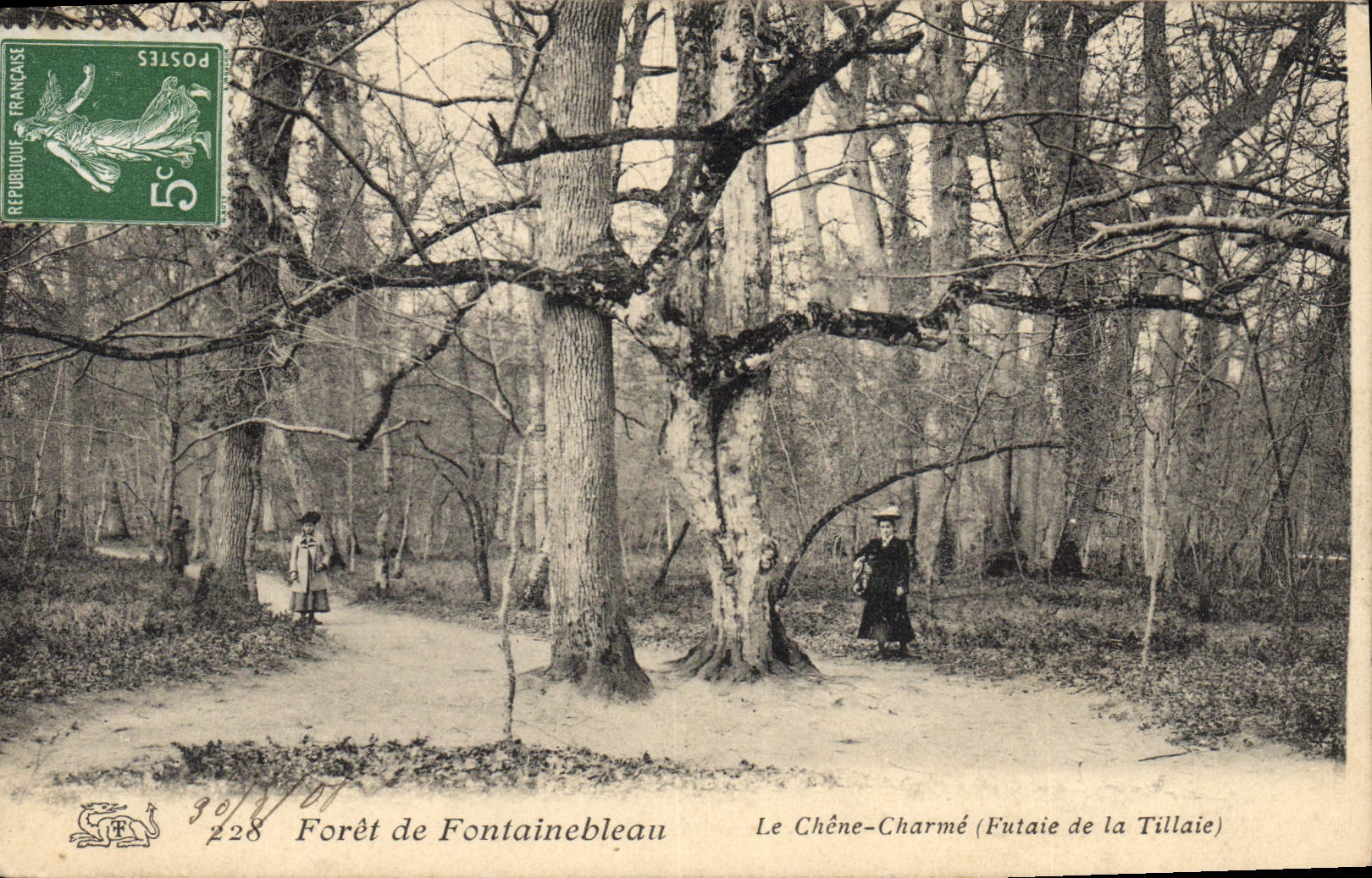 Vintage Postcard Arbre Drill of Fontainebleau the Oak charms Futaie of Tillaie