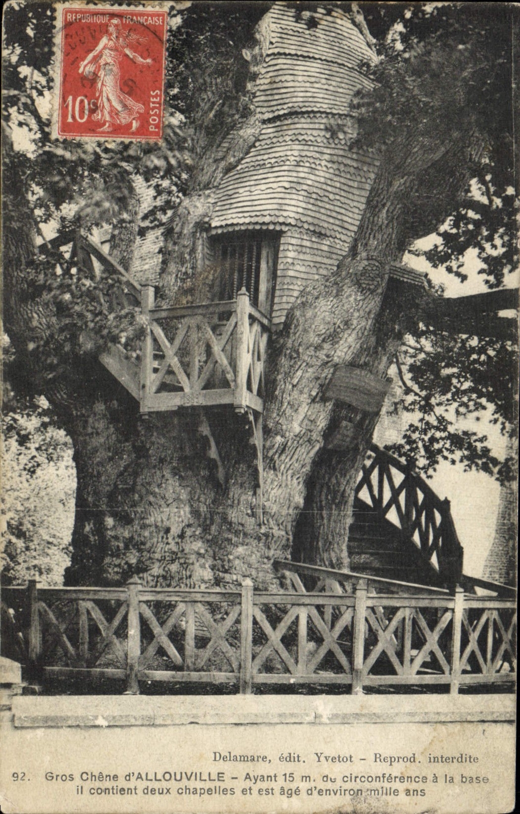 Vintage Postcard Tree Large oak of Allouville