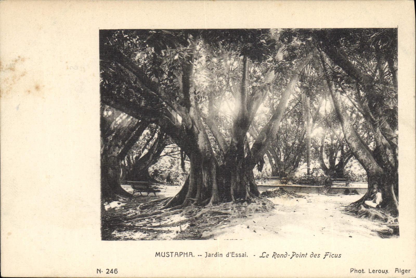 Vintage Postcard Tree Mustapha Garden of test the round not of the Ficus