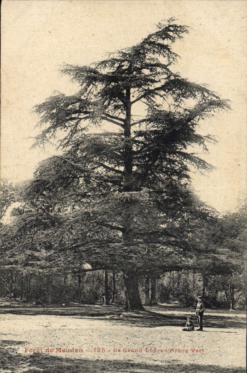Vintage Postcard Tree Drill of Meudon the large cedar green Tree