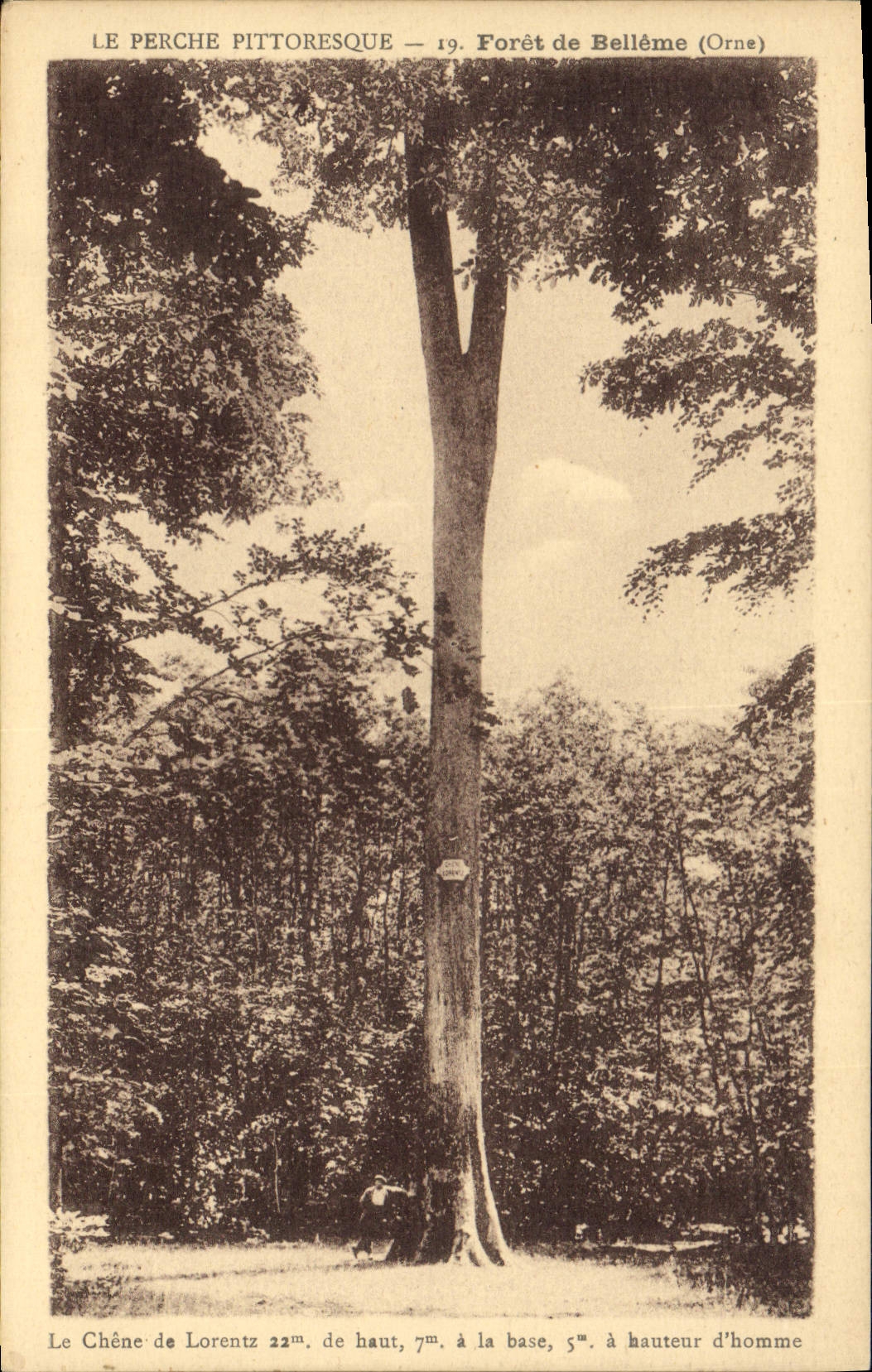 Postal Árbol el roble de Lorentz Taladro de Belleme Surco