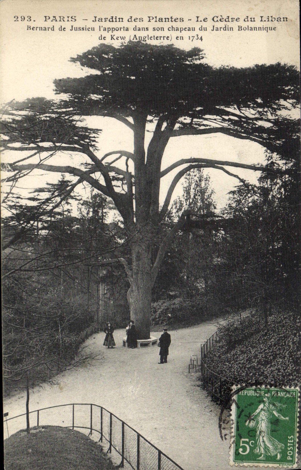 Vintage Postcard Tree Paris Botanical garden the cedar of Lebanon