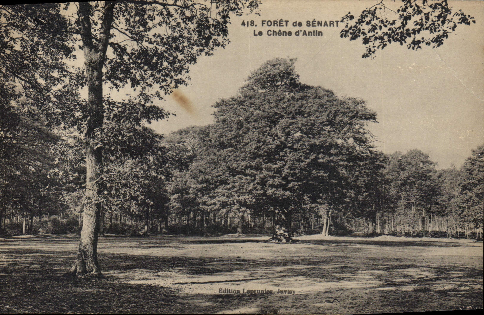 Vintage Postcard Tree Drill of Senart the oak of Antin