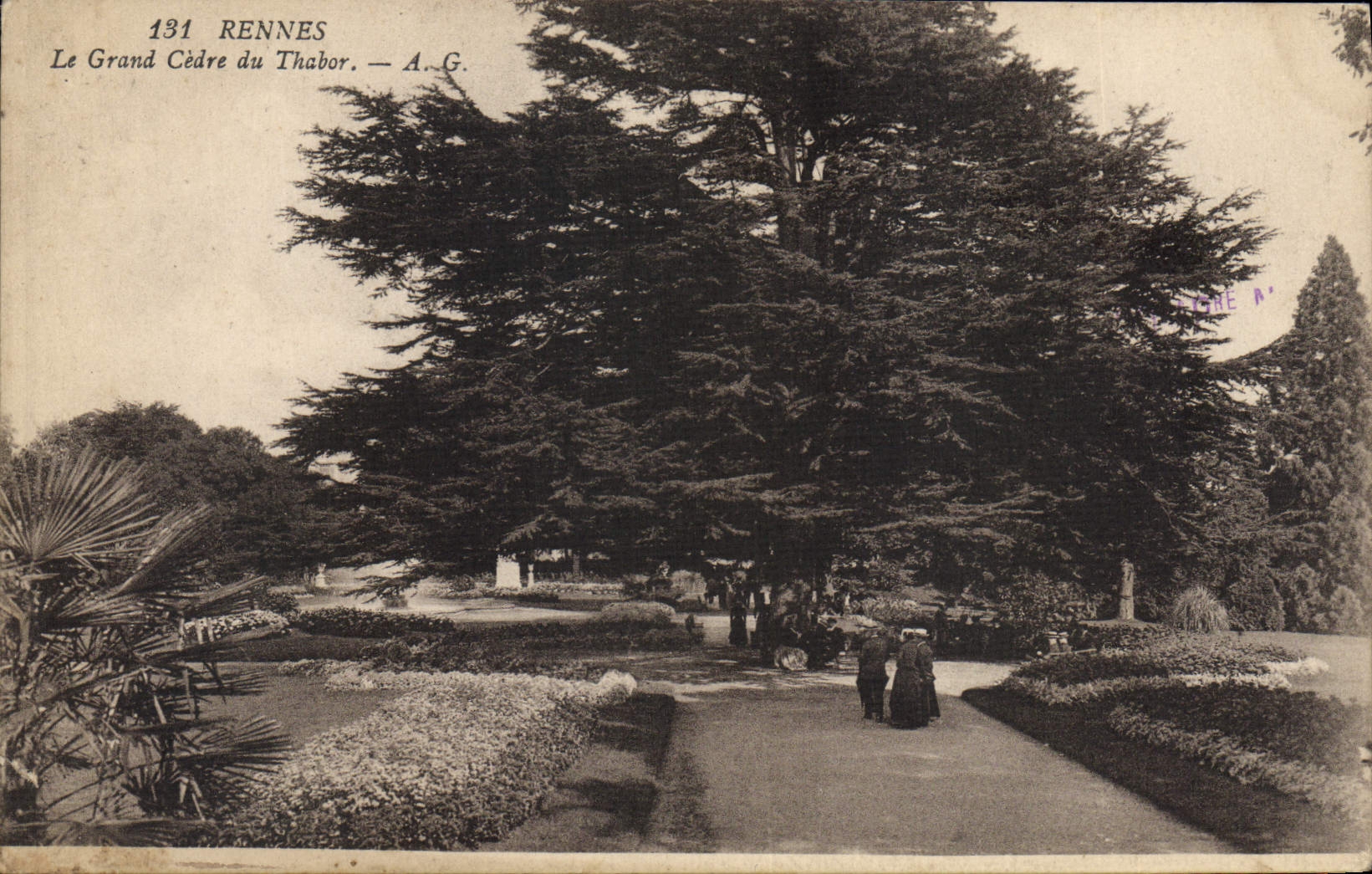 Vintage Postcard Rennes Tree the large cedar of Thabor