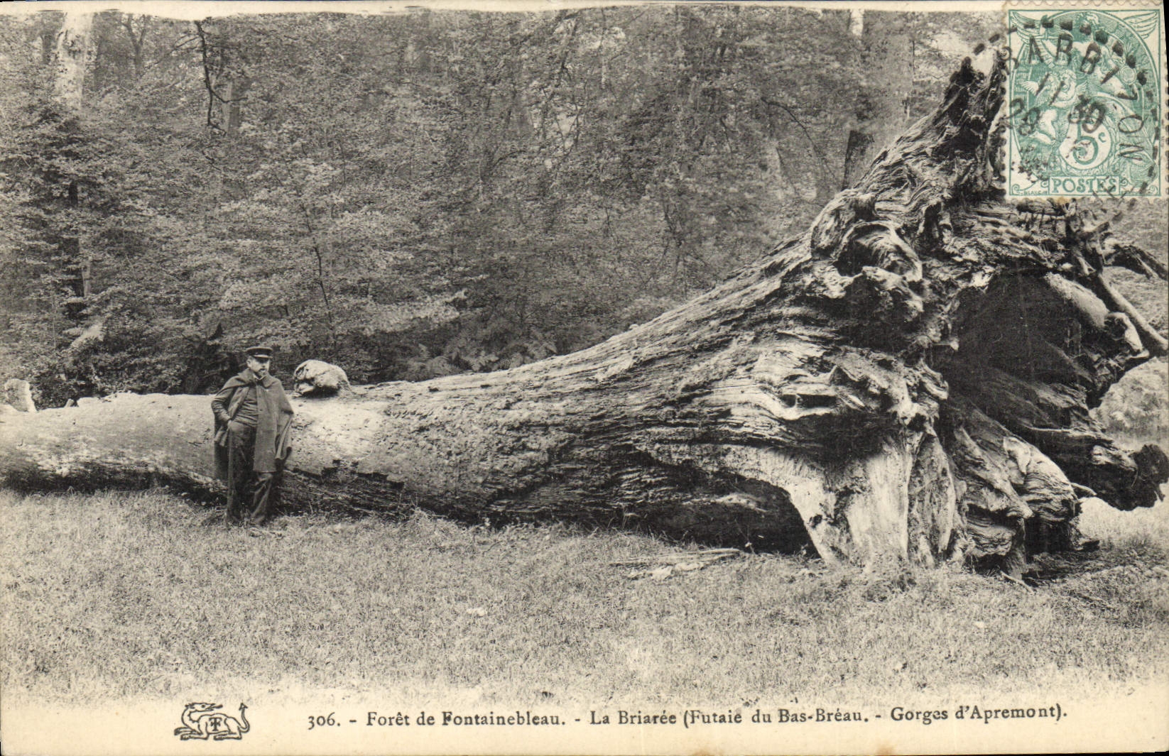 Vintage Postcard Tree Drill of Fontainebleau Briaree Grove of Low Breau Throats of Apremont