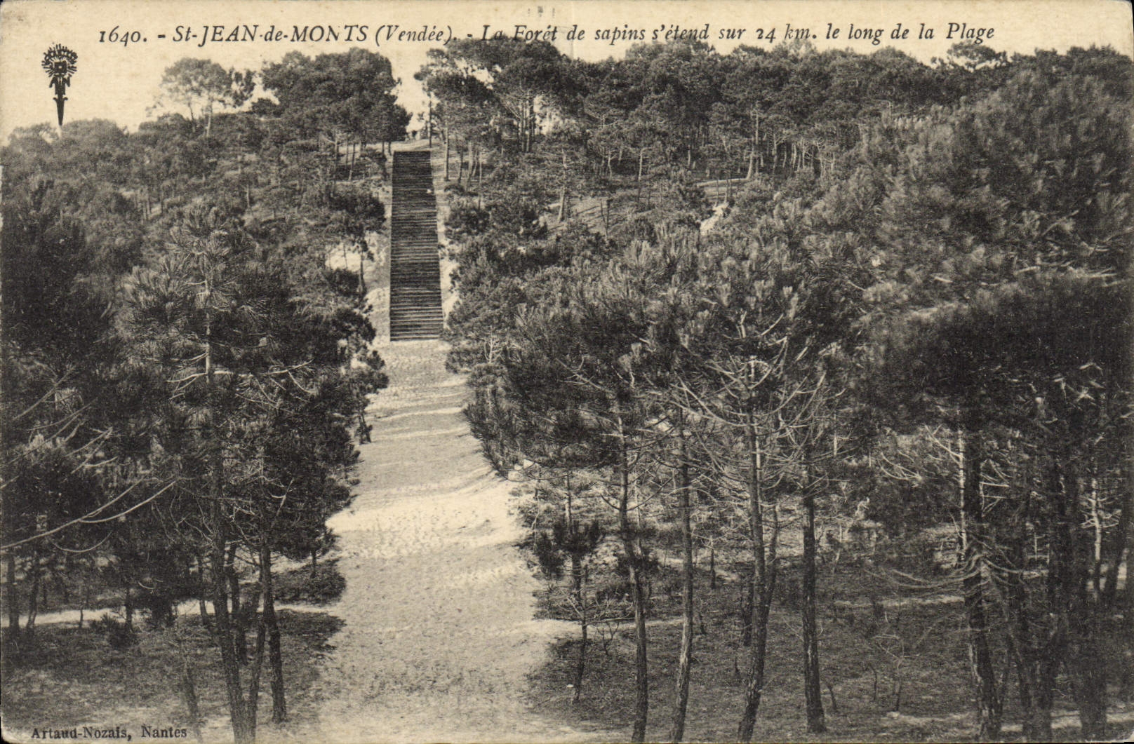 Vintage Postcard Tree St Jean de Monts the drill of fir trees