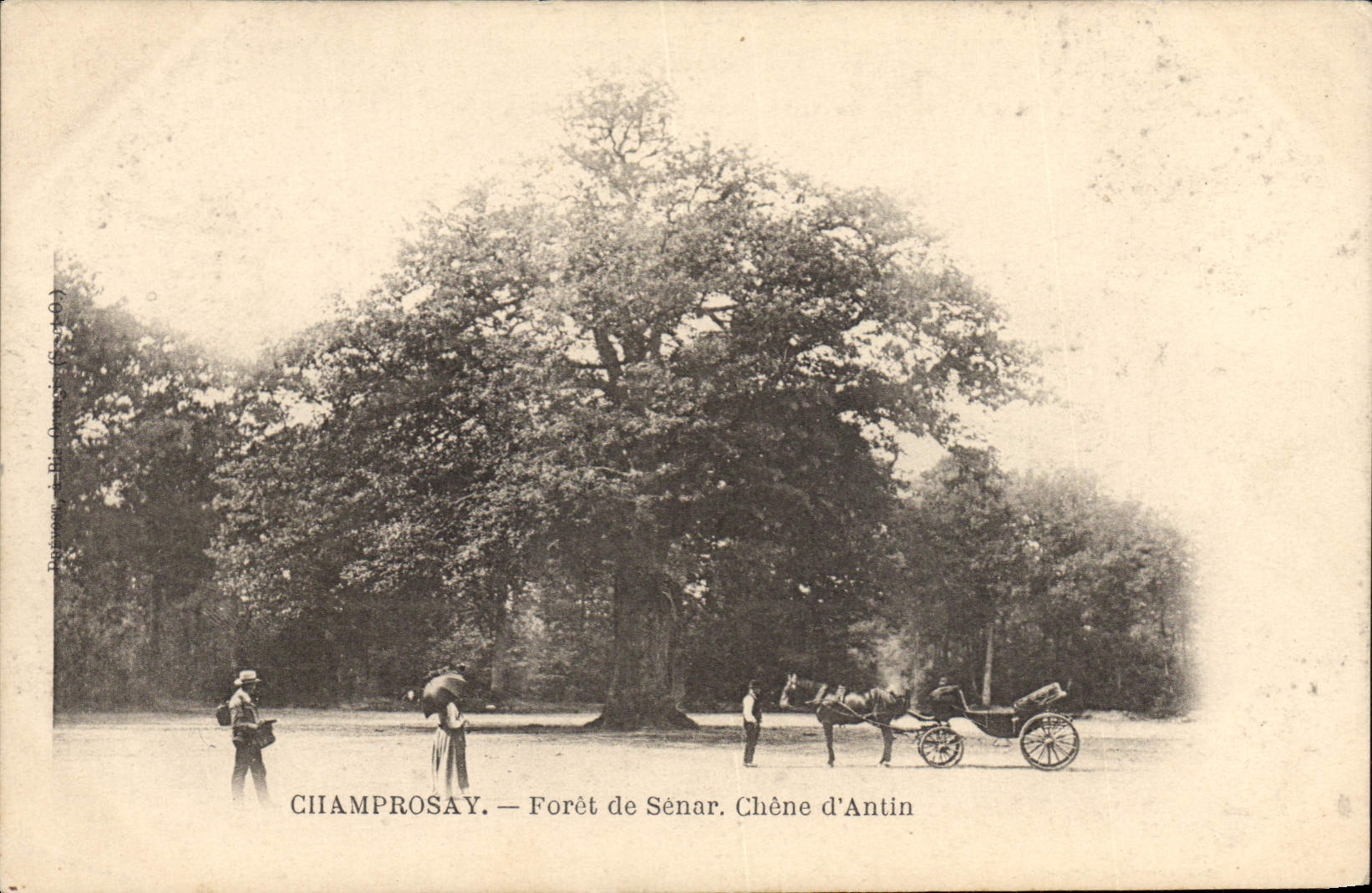 Vintage Postcard Tree Champrosay Drill of Senar Oak of Antin