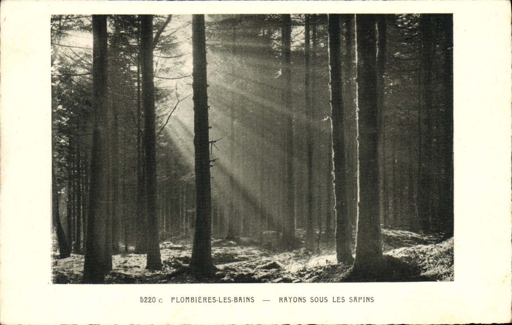 Vintage Postcard Tree Tutti-frutti the Baths Rays under the fir trees