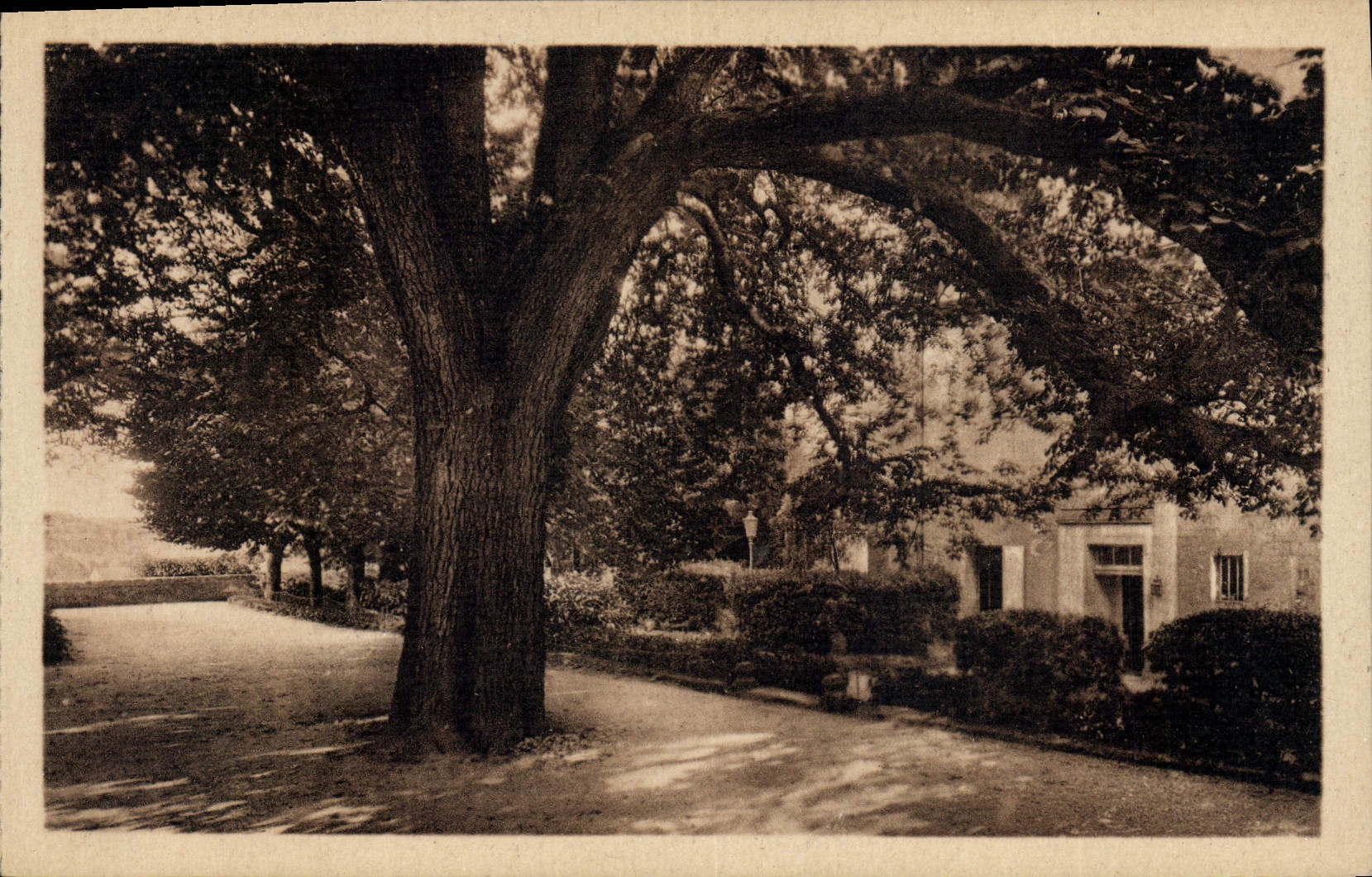 Vintage Postcard Arbre Loaches the royal castle Marronnier plants by François 1st
