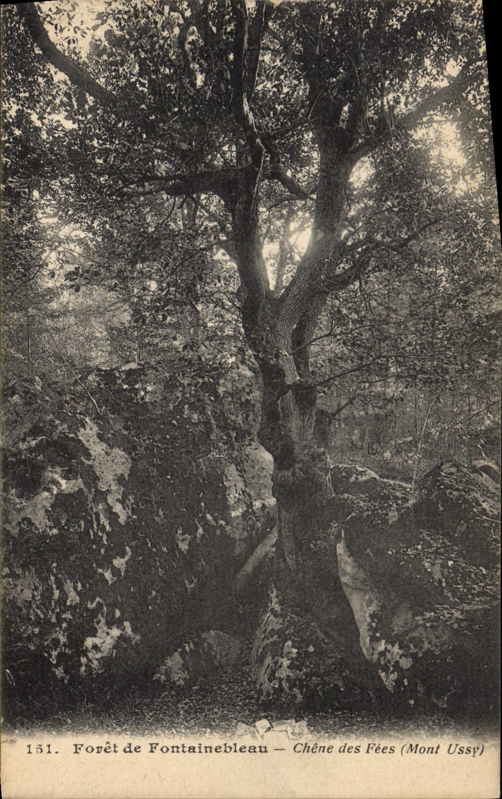 Vintage Postcard Tree Drill of Fontainebleau Oak of the Fairies Ussy Mount