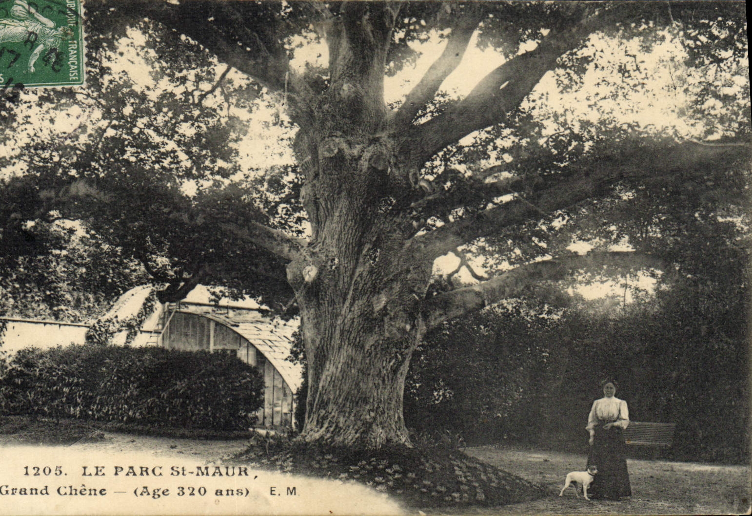 Vintage Postcard Tree the Park St Maur the large oak