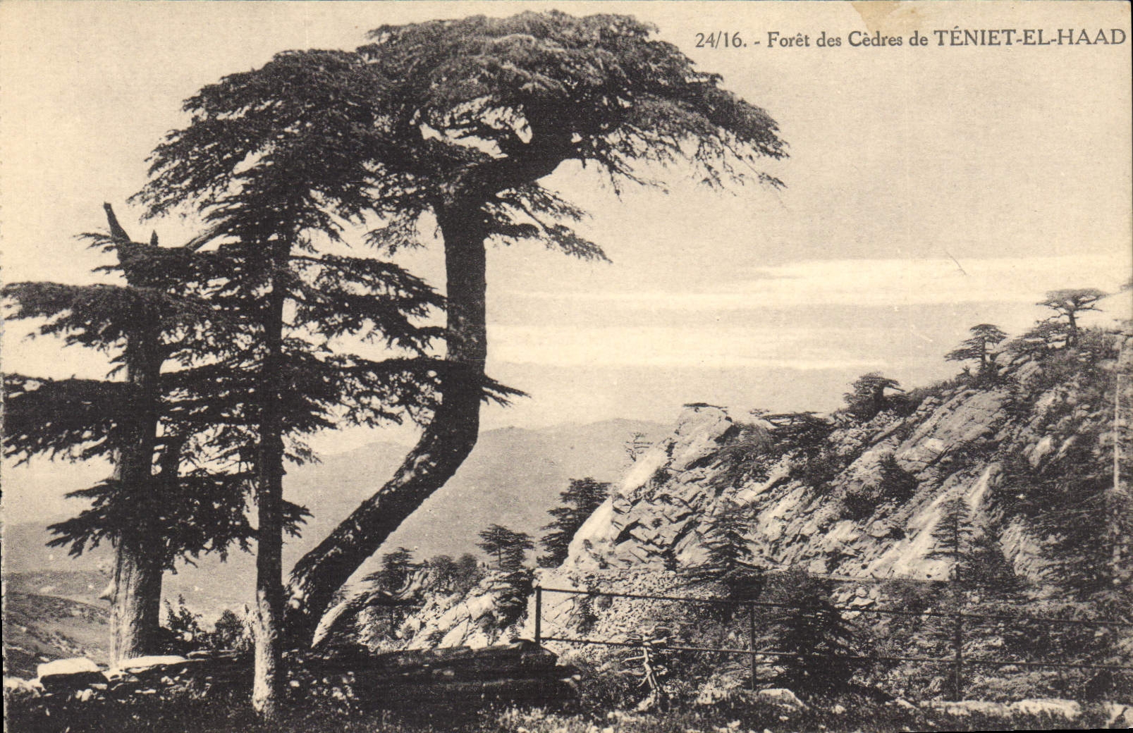 Vintage Postcard Tree Drill of the Cedars of Teniet El Haad