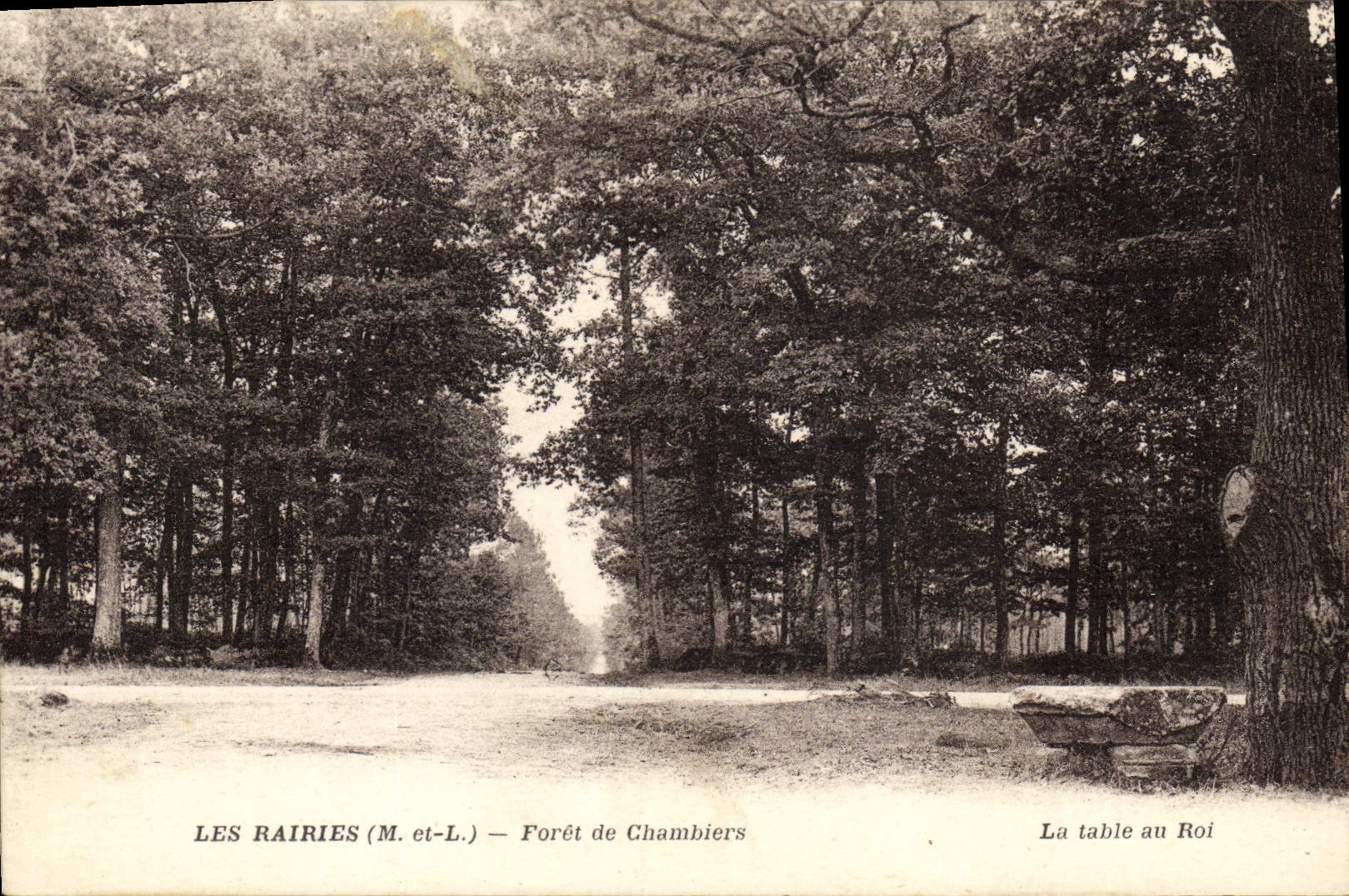 Vintage Postcard Tree Rairies Drill of Chambiers