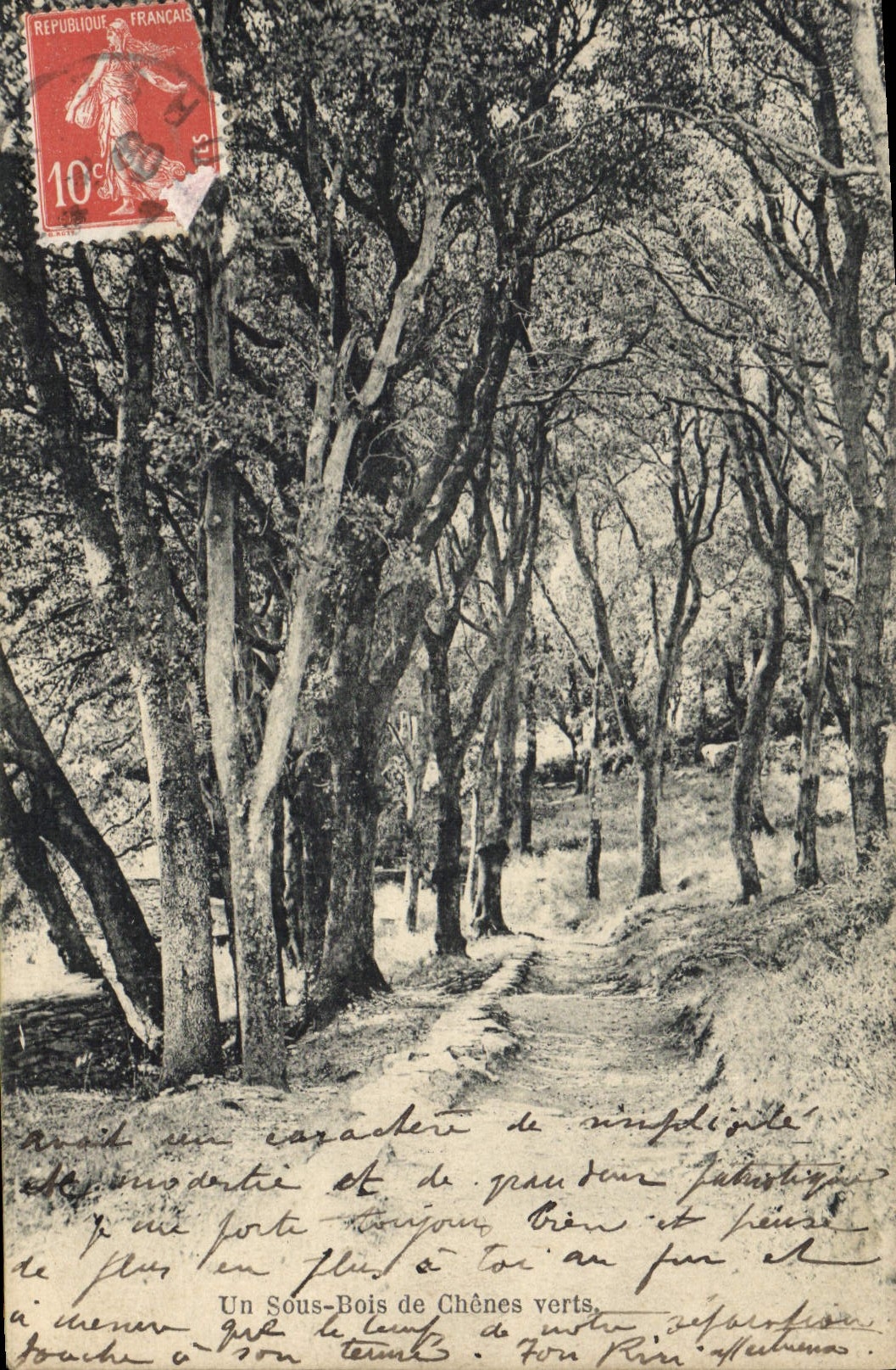 Vintage Postcard Tree under wood of holm oaks