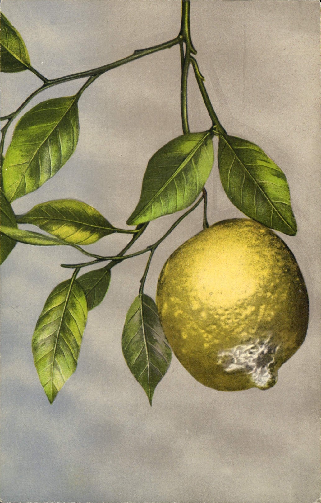 Vintage Postcard Lemon-yellow Still life Fantasy