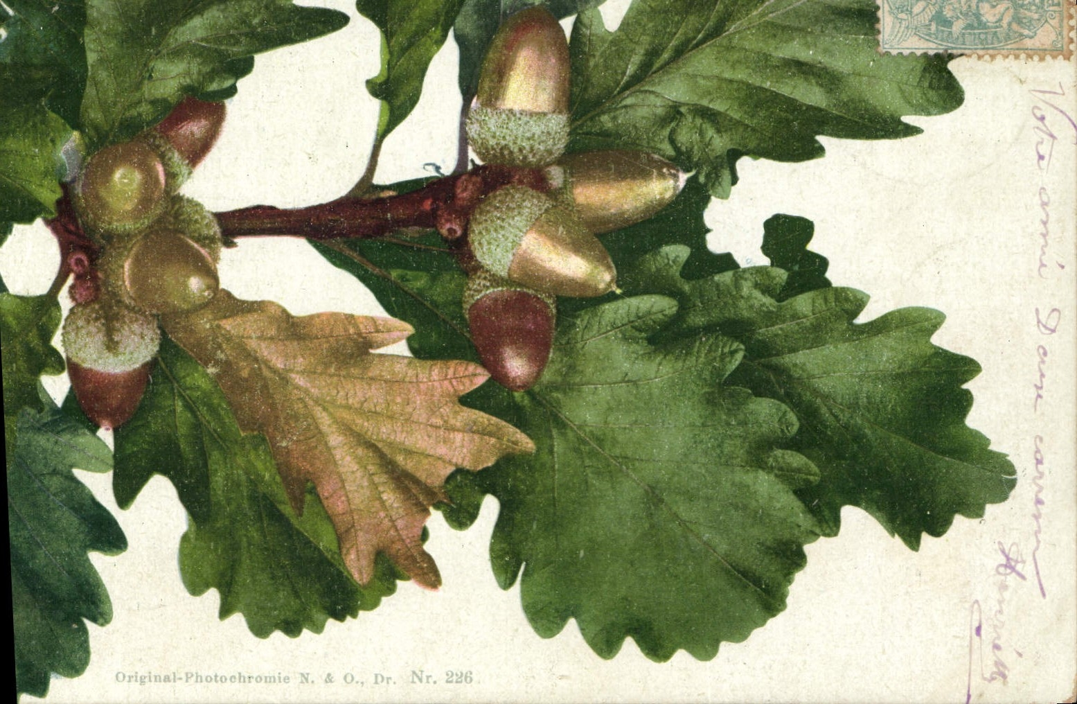 Vintage Postcard Still life Fantasy Nipples