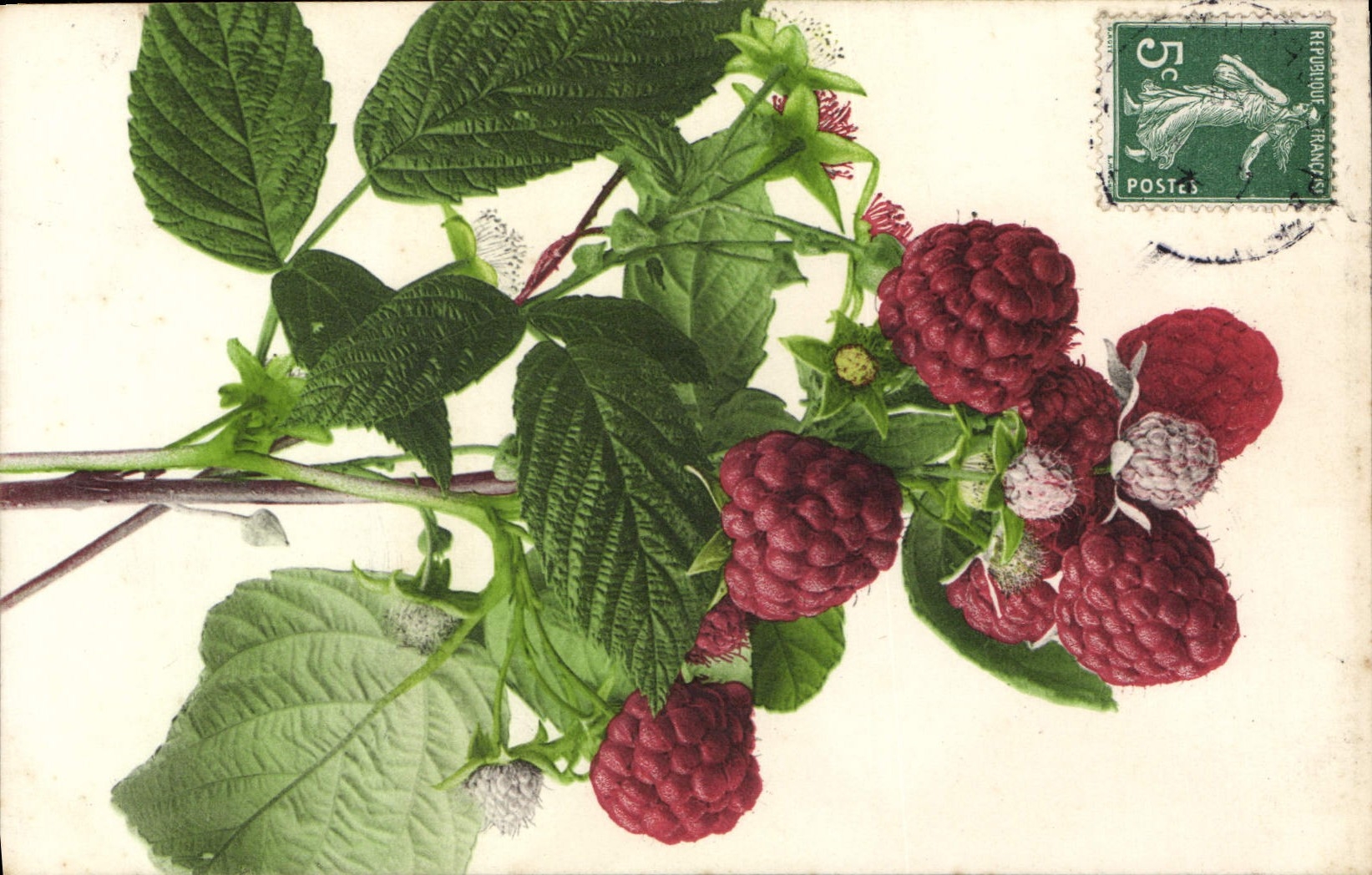 Vintage Postcard Still life Fantasy Raspberries