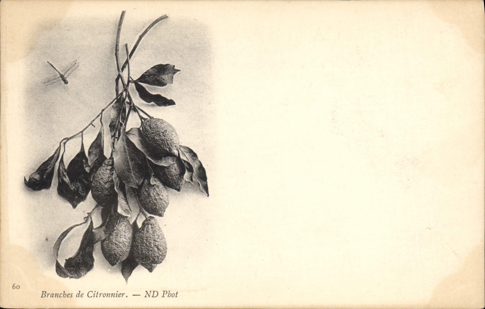 Vintage Postcard Still life Fantasy Branches of lemon tree