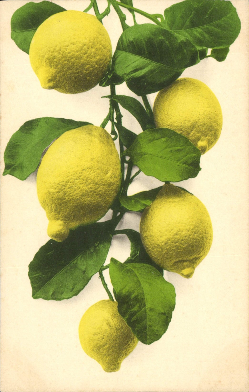Vintage Postcard Still life Fantasy Lemons