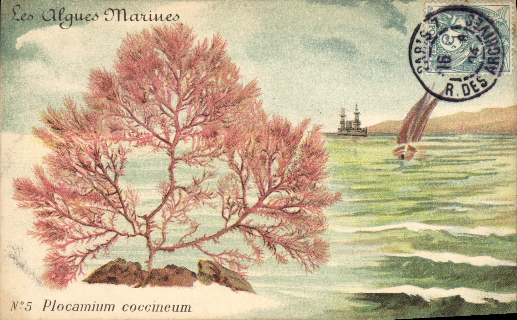 Vintage Postcard Fantasy Flowers the marine algas Plocamium coccuneum