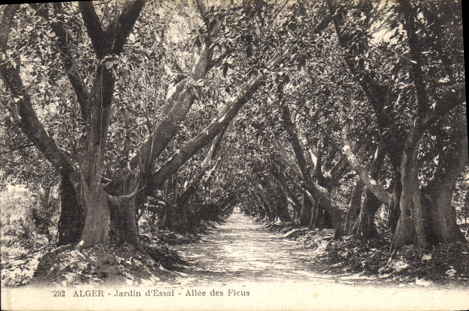 Postal Árbol Argel Jardín de prueba Ida de los Ficus