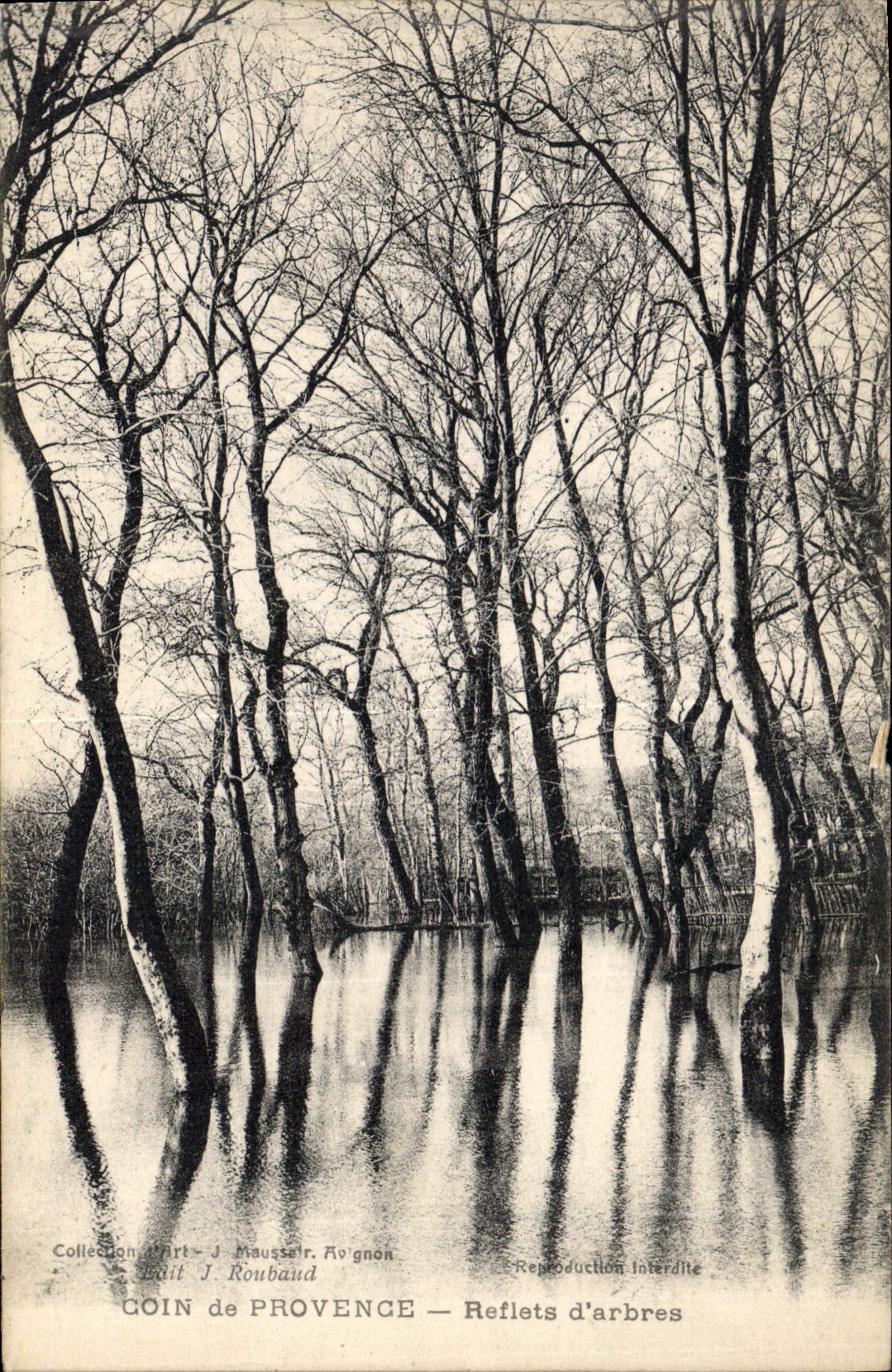 Postal Árbol Esquina de Provence Reflejos de árboles