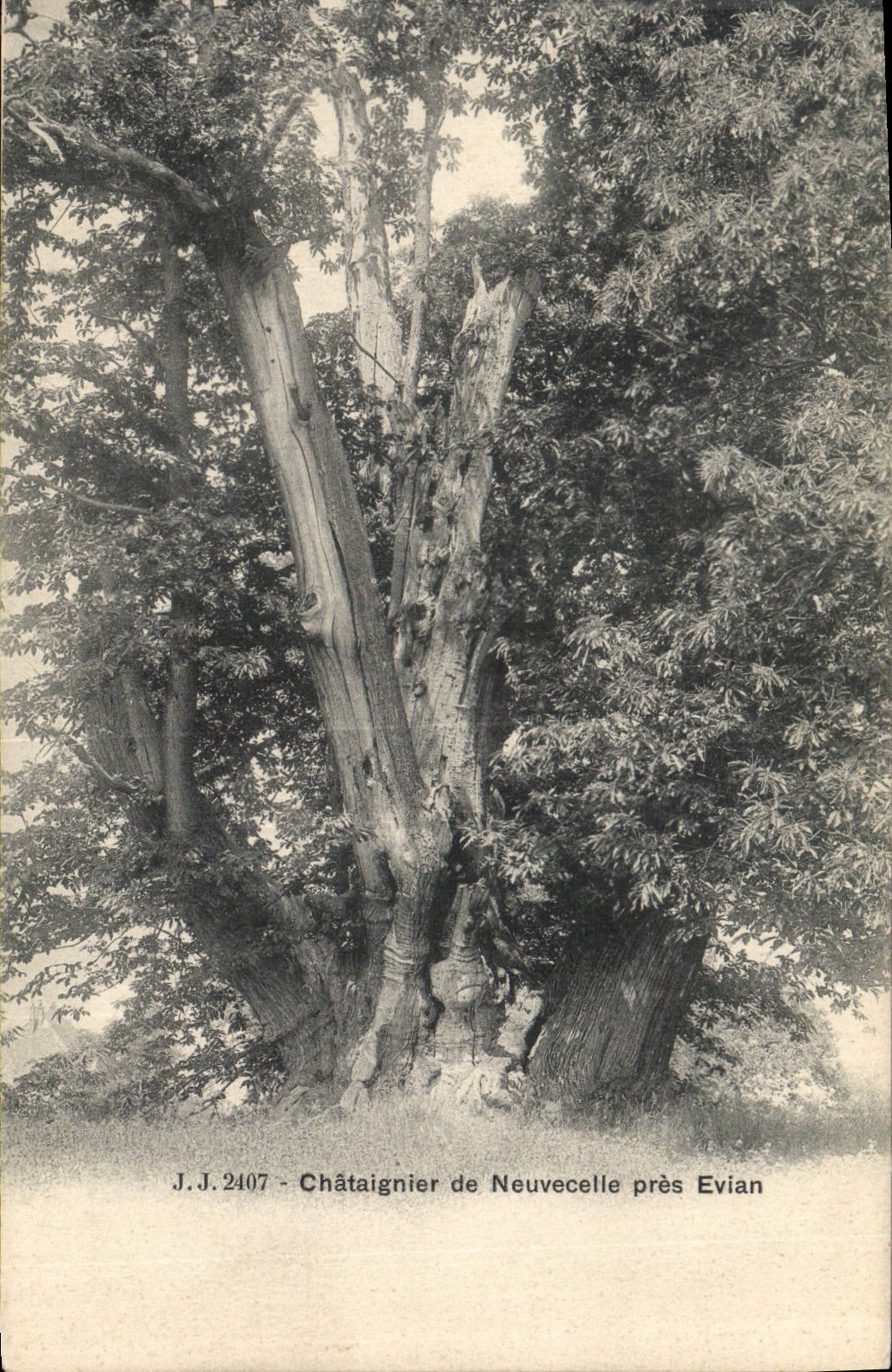 Postal Árbol Castaño de Neuvecelle cerca Evian