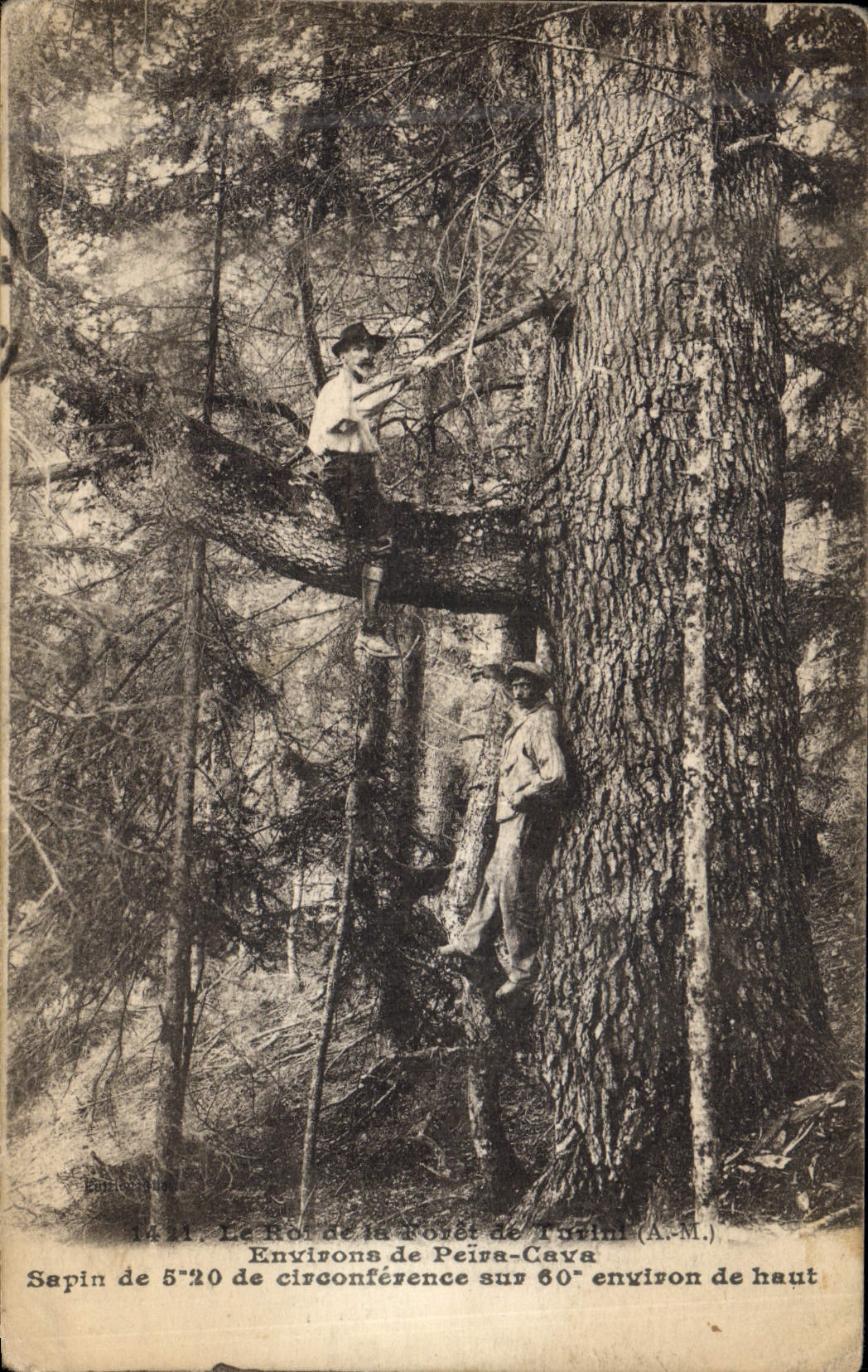 Postal Árbol el rey del taladro de Turini Abeto