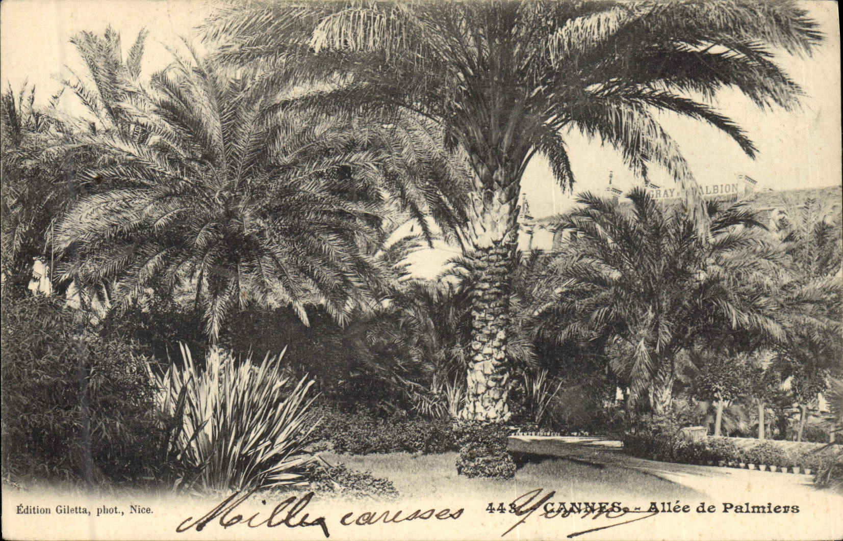 Postal Árbol Cannes Ida de Palmeras