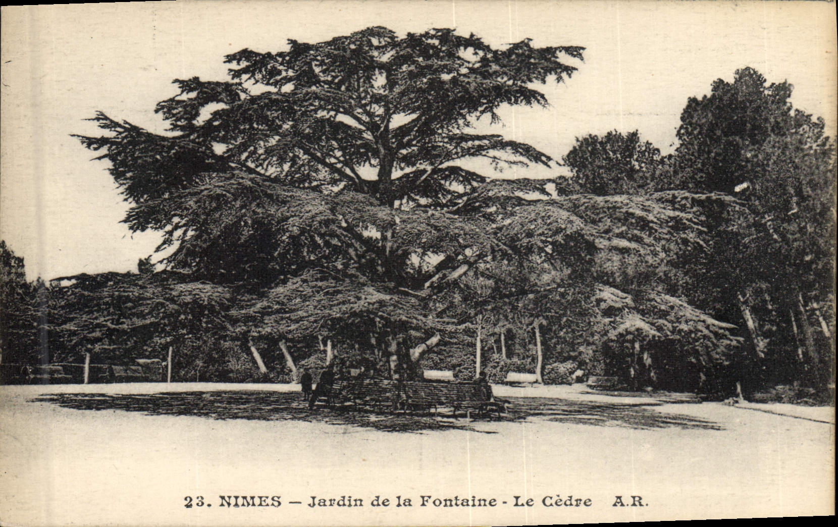 Postal Árbol Jardín de la fuente el cedre