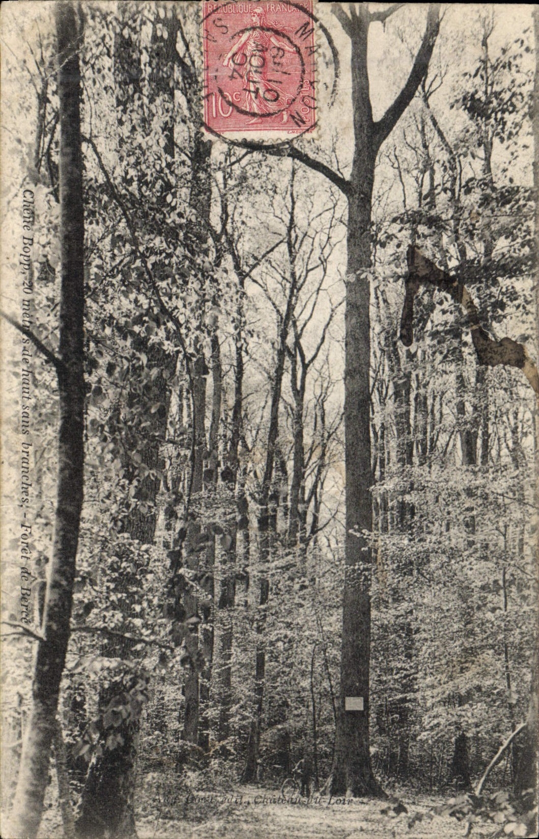 Postal Árbol Castillo del Lirón