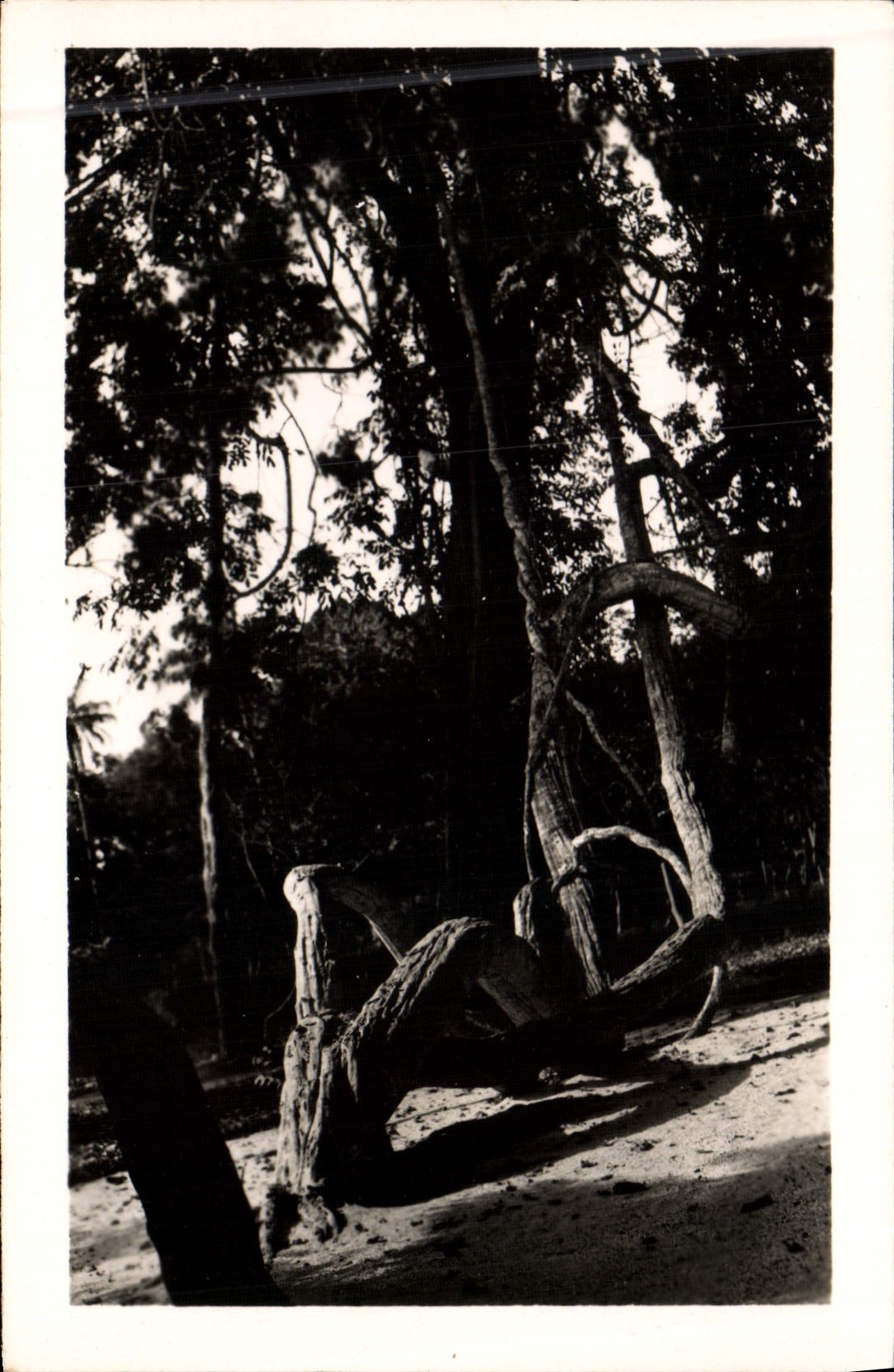 Postal Árbol Camayenne Bejuco gigante Jardín de prueba