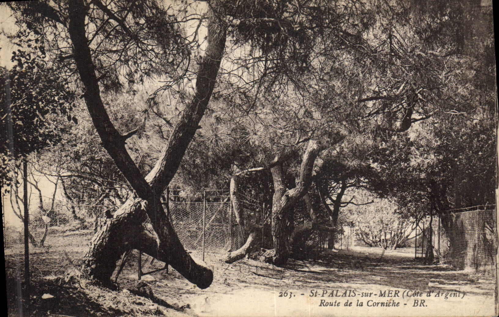 Postal Árbol St Palacio sobre Mar Carretera de la cornisa