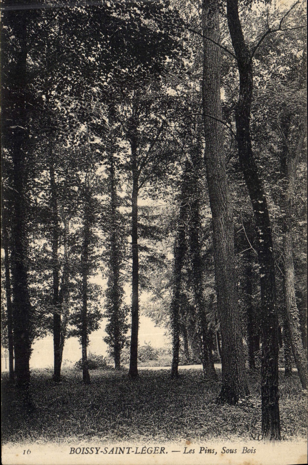 Postal Árbol Boissy Santo Ligero los pinos bajo madera