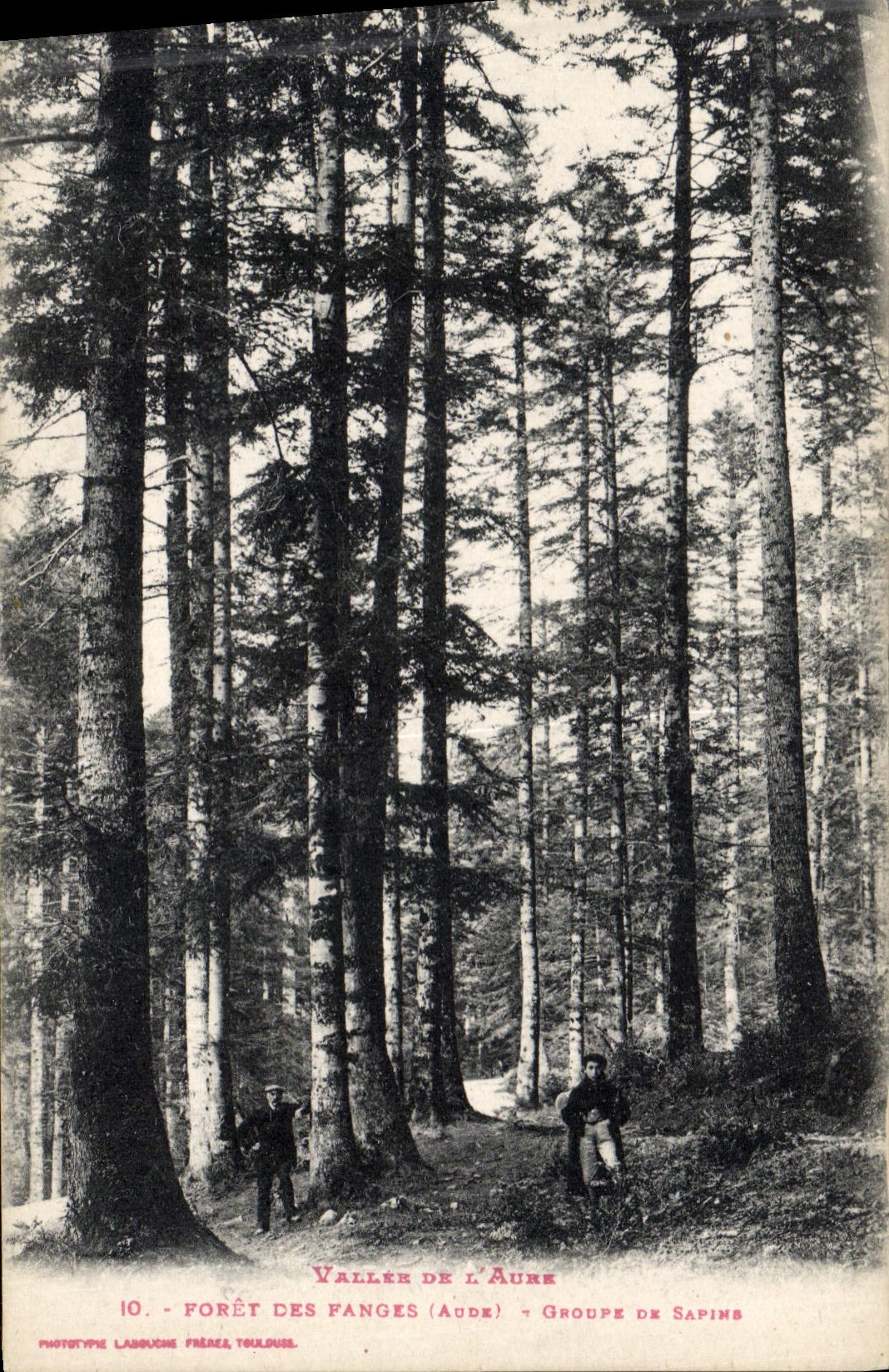 Postal Árbol Valle del Aure Taladro de los Barros Grupo de abetos