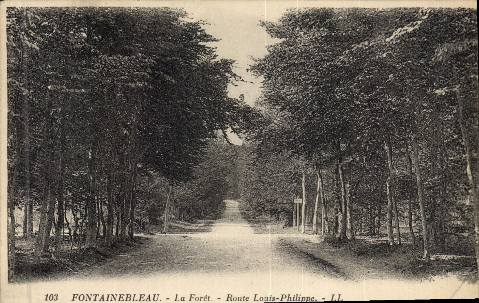 Postal Árbol Taladro de Fontainebleau Carretera Louis Philippe