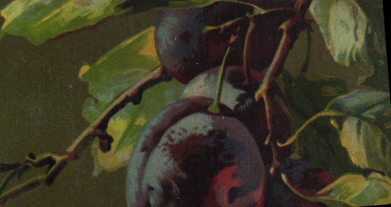 Postal Fantasia Natural muerto Purnes