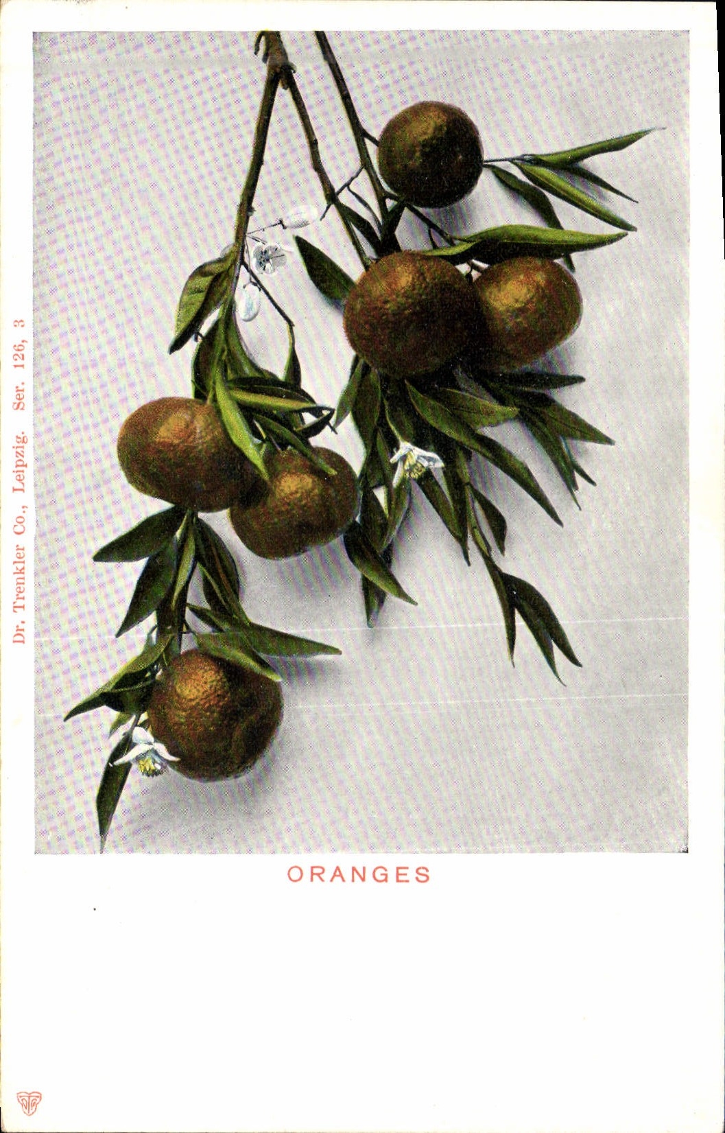 Postal Fantasia Natural muerto Naranjas