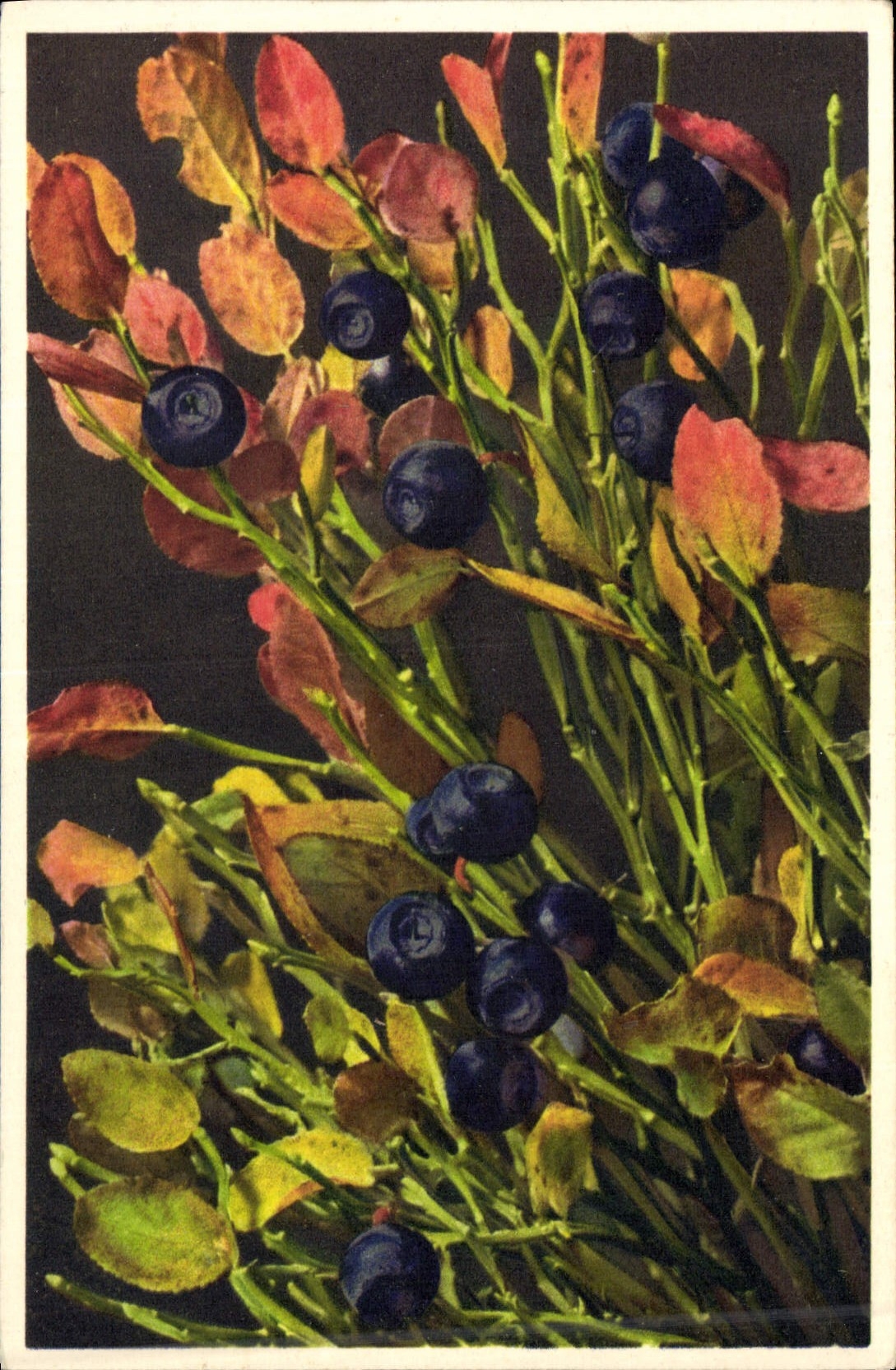 Postal Fantasia Natural muerto Arándanos