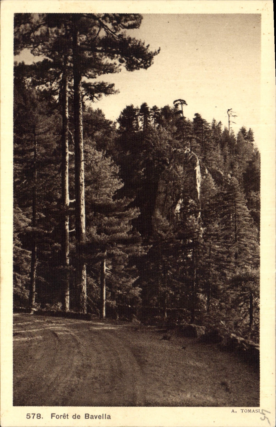 Postal Árbol Taladro de Baveila