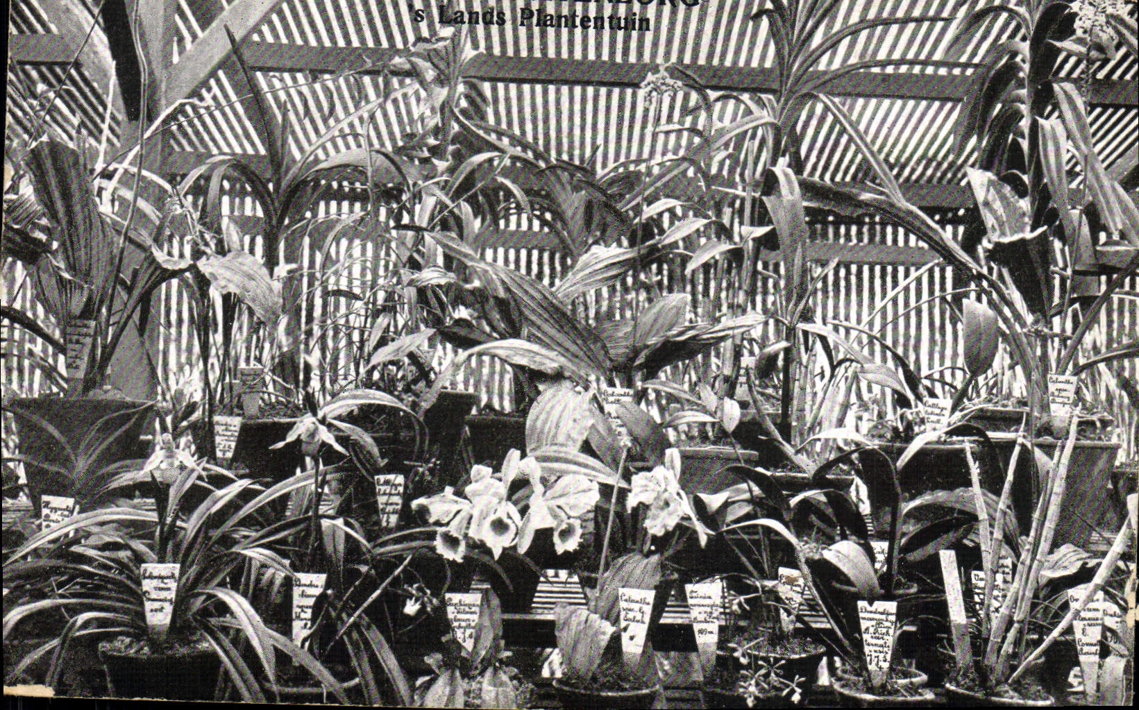 Postal Plantas Java Indonesia