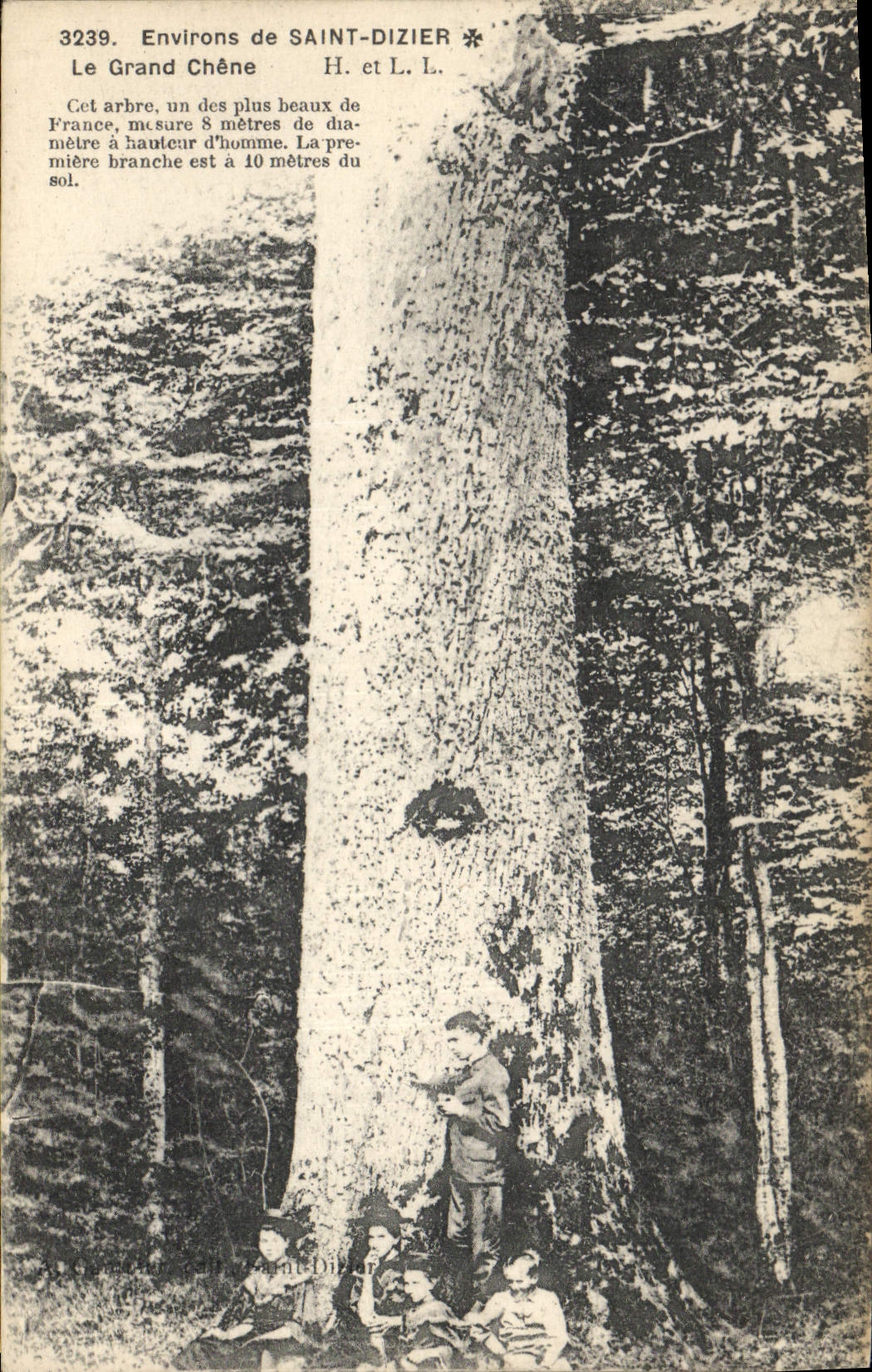 Postal Árbol Alrededores de Santo Dizier el gran roble Niños