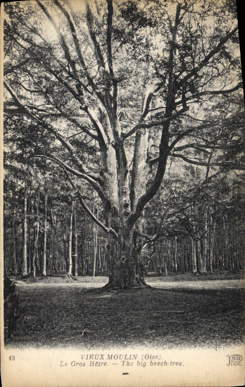 Postal Árbol Viejo Molino la grande haya