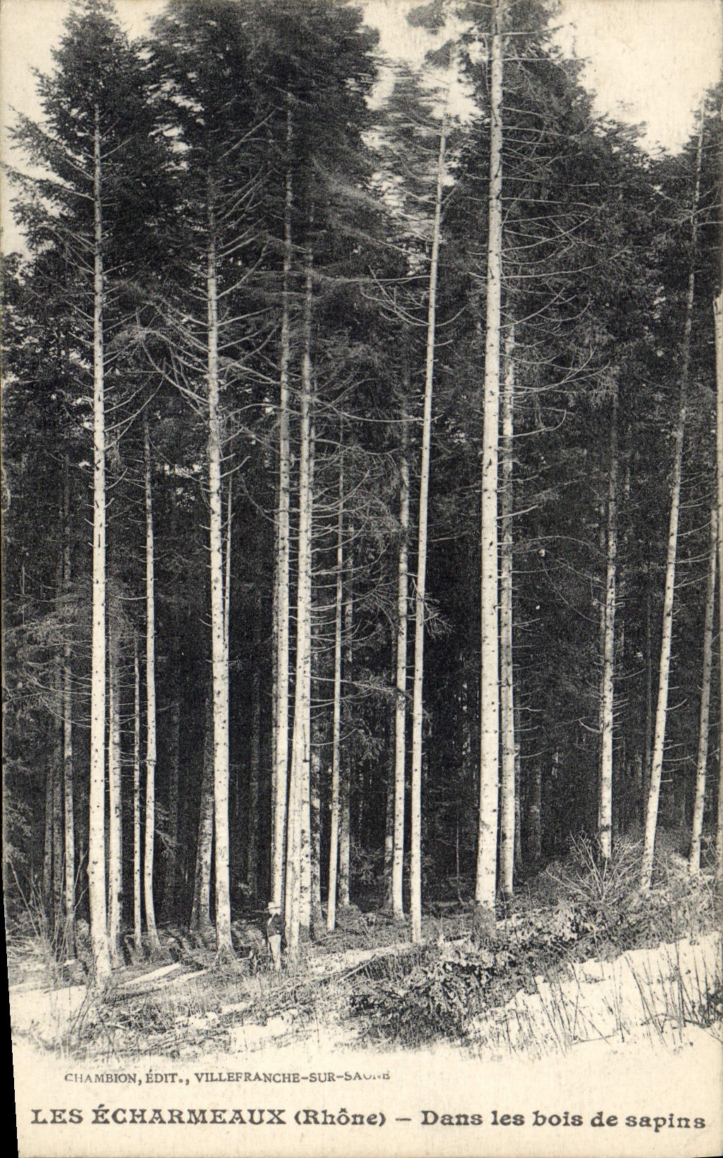 Postal Árbol los Echarmeaux en las maderas de abetos