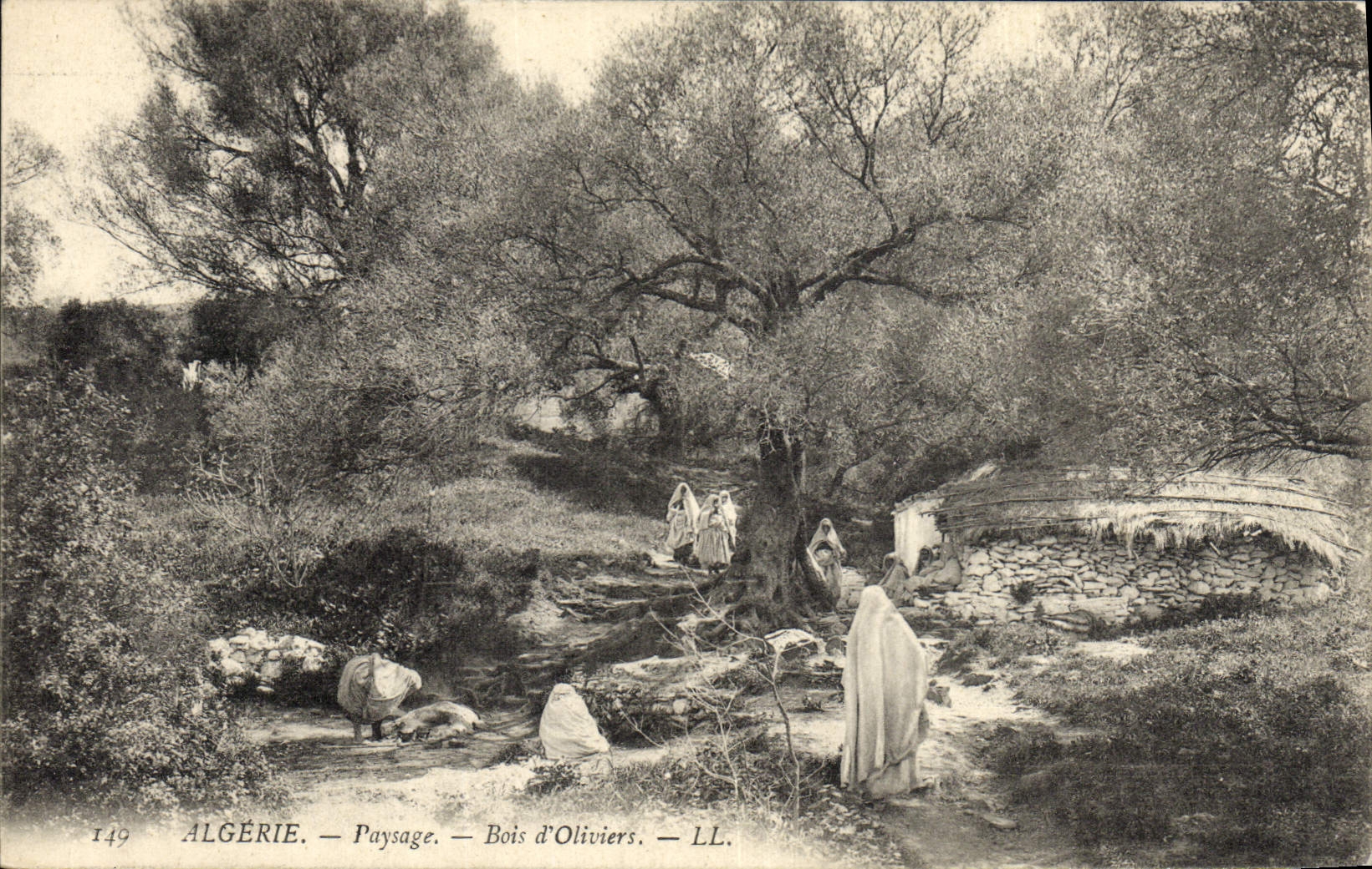 Postal Árbol Argelia Paisaje Madera de olivares