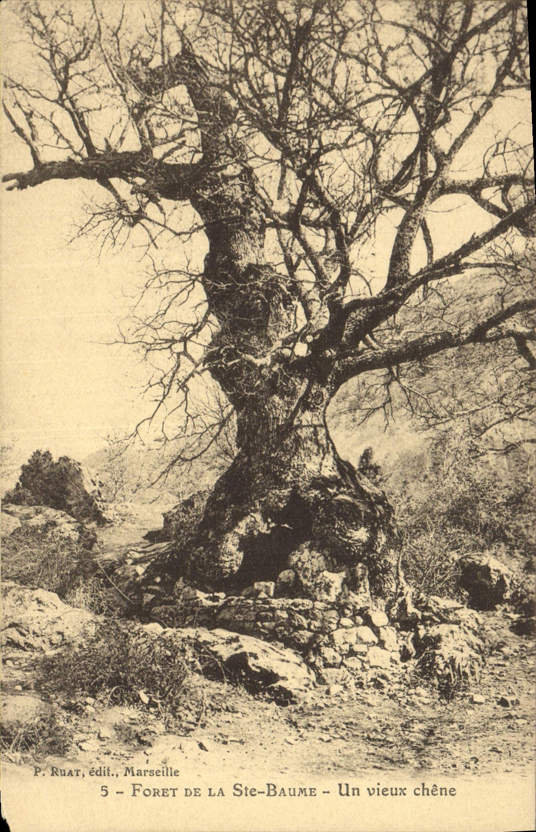 Postal Árbol la Santa Bálsamo un viejo roble